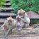 Complete Your Tanah Lot Tour by Visiting Alas Kedaton Monkey Forest