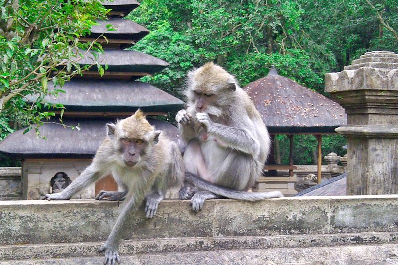Complete Your Tanah Lot Tour by Visiting Alas Kedaton Monkey Forest 9