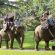 A Day Tour at Mason Elephant Park with Experience Driver Bali