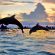 Exciting Experience of Watching Lovina Dolphin Attractions on Bali Island