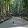 Day trip to Sangeh Monkey Forest Nutmeg Tree accompanied by Bali Good Driver