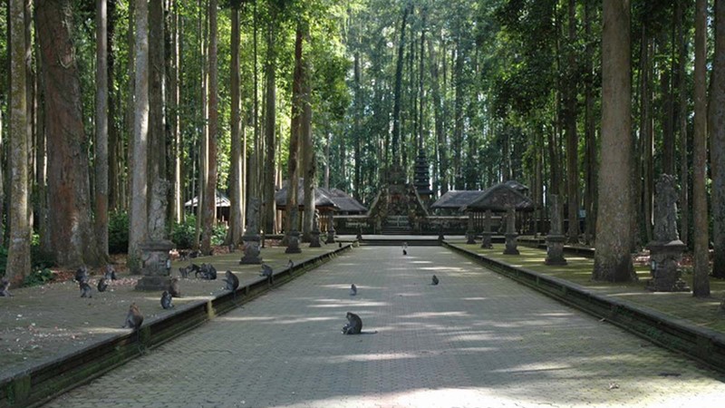 Day trip to Sangeh Monkey Forest Nutmeg Tree accompanied by Bali Good Driver 2