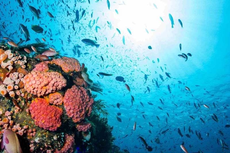 The Amazing Underwater Activities at Lembongan Island For Your Bali Vacation